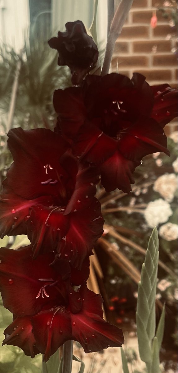Trinkle96619465's tweet image. #MagentaMonday ๐GoodMorning ๐ lovely dark Gladiola not as dark as the unopened buds but still beautifully rich in colour.