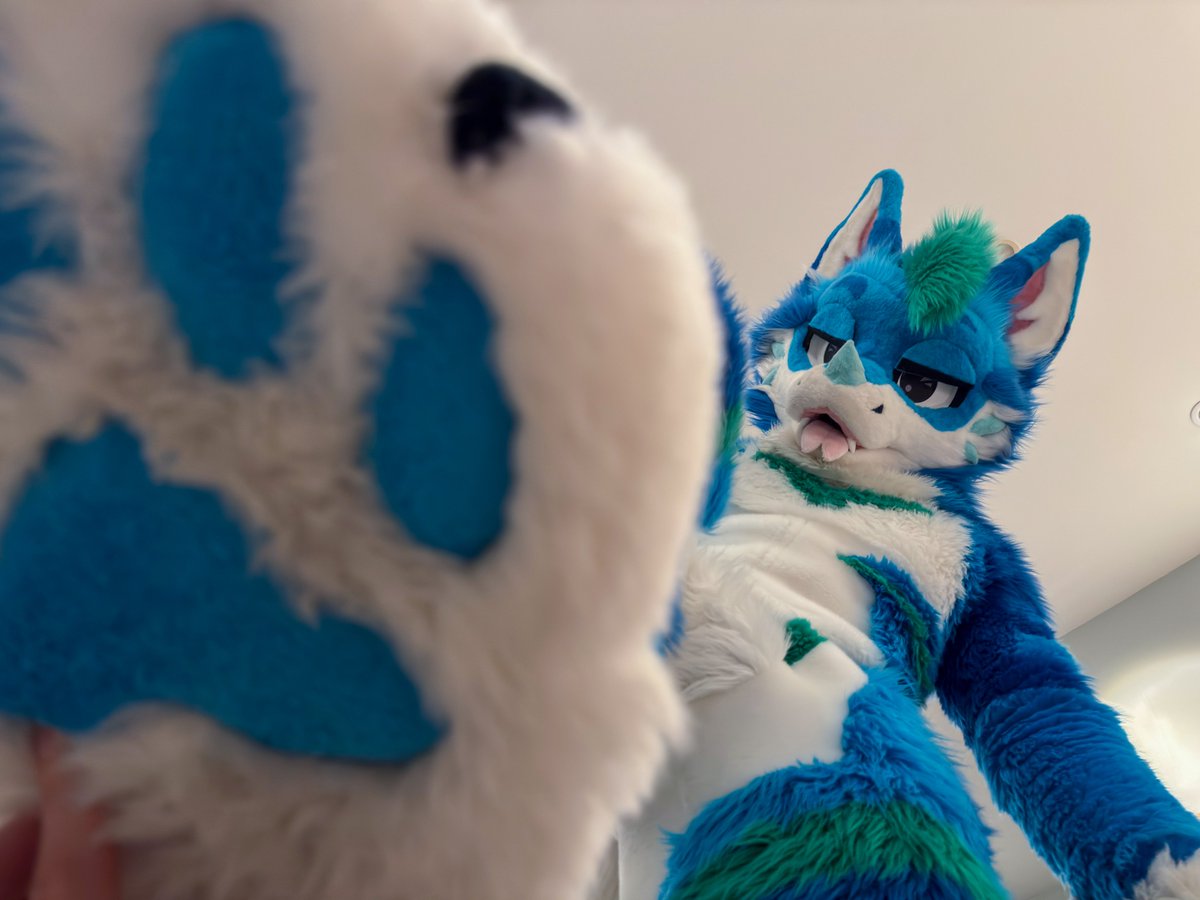 tecariowolf's tweet image. More paw content for your timeline ๐พ
๐ท @blzkwicz