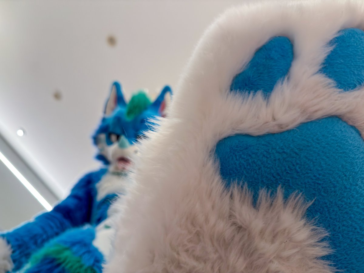 tecariowolf's tweet image. More paw content for your timeline ๐พ
๐ท @blzkwicz