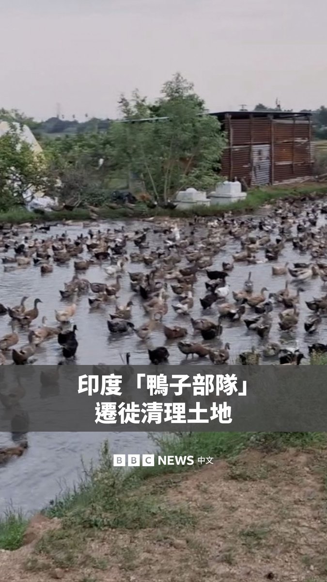 你听过“放鸭人”吗？🦆

在印度南部，每年稻米被收割后，农民们就会赶着成千上万只鸭子在几百公里的范围内迁徙，让它们吃掉田里剩余的稻谷、昆虫和杂草，鸭粪也可以成为肥料。 https://t.co/NfwkoYgZxI