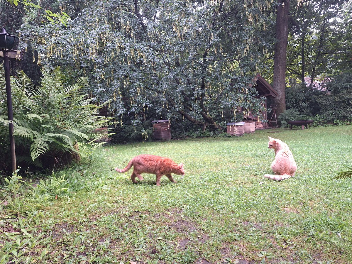 Happy Monday! It rained a lot last night, and the world smells completely different this morning. We are checking everything thoroughly. ~S&amp;B 🐈🧡🐈

#hedgewatch