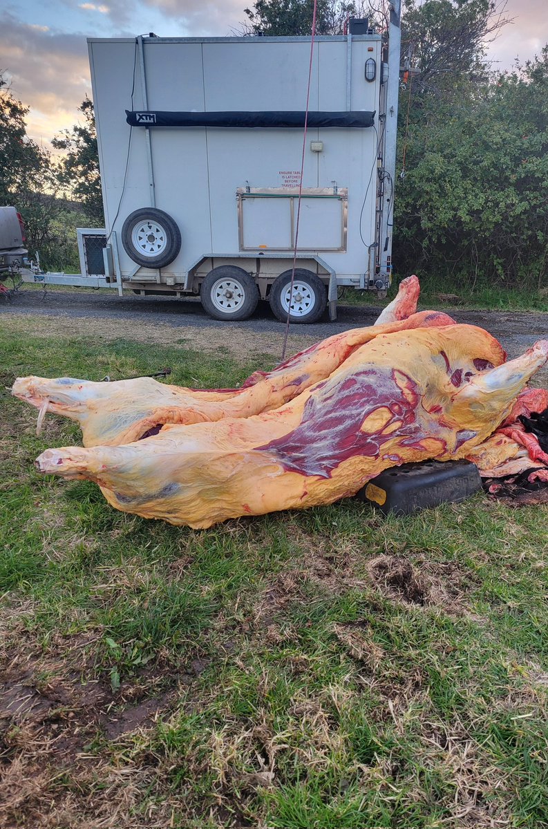 Theblackfemini3's tweet image. Ive flagged it as "sensitive" to cover the photos.
This last cow that's been very nasty, attacking everyone and everything is HUGE!
It near tipped the slaughter trailer over on its side 😬
We're using the tractor to lift it cause its just too big
I'm guessing it is…