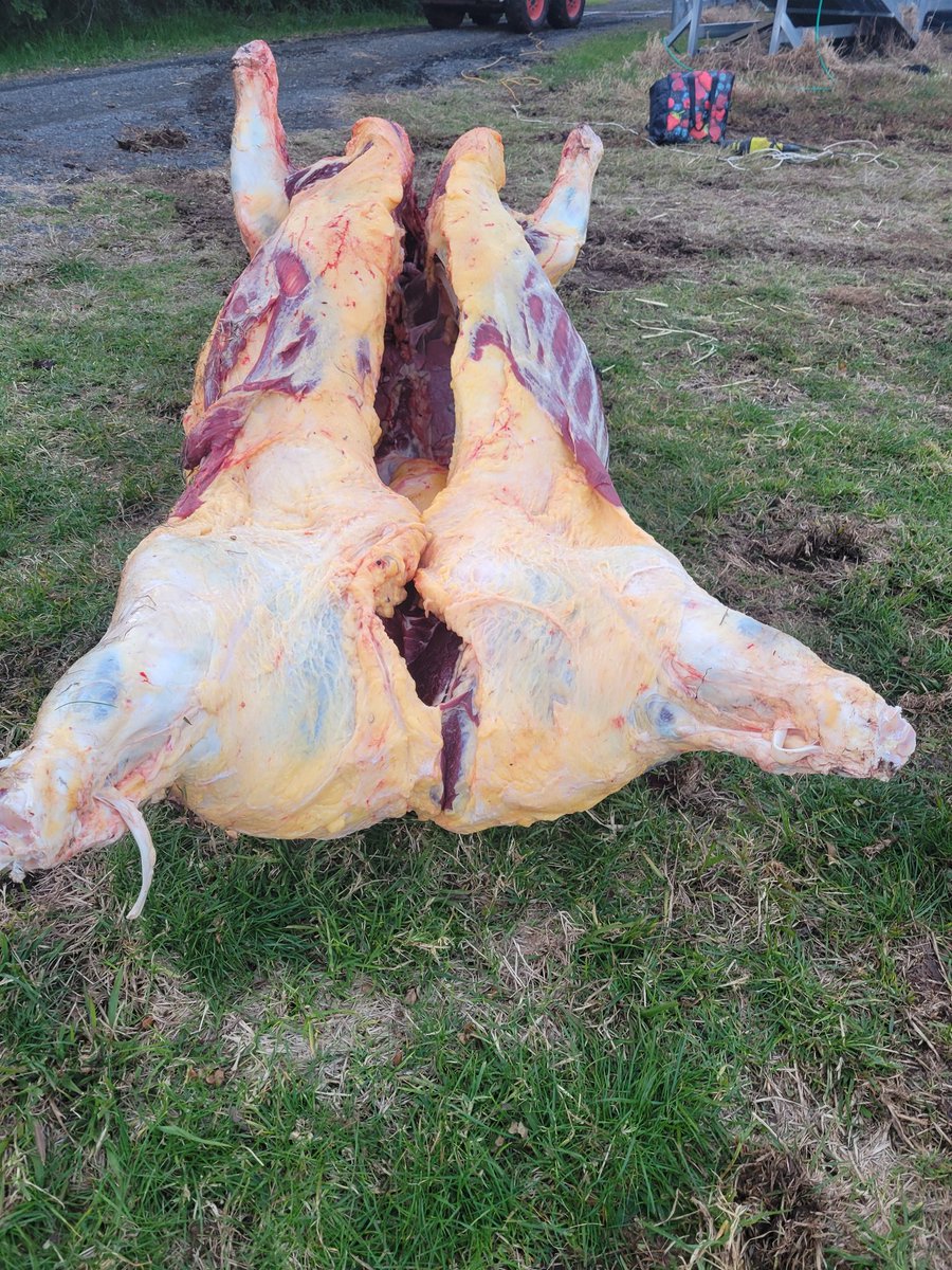 Theblackfemini3's tweet image. Ive flagged it as "sensitive" to cover the photos.
This last cow that's been very nasty, attacking everyone and everything is HUGE!
It near tipped the slaughter trailer over on its side 😬
We're using the tractor to lift it cause its just too big
I'm guessing it is…