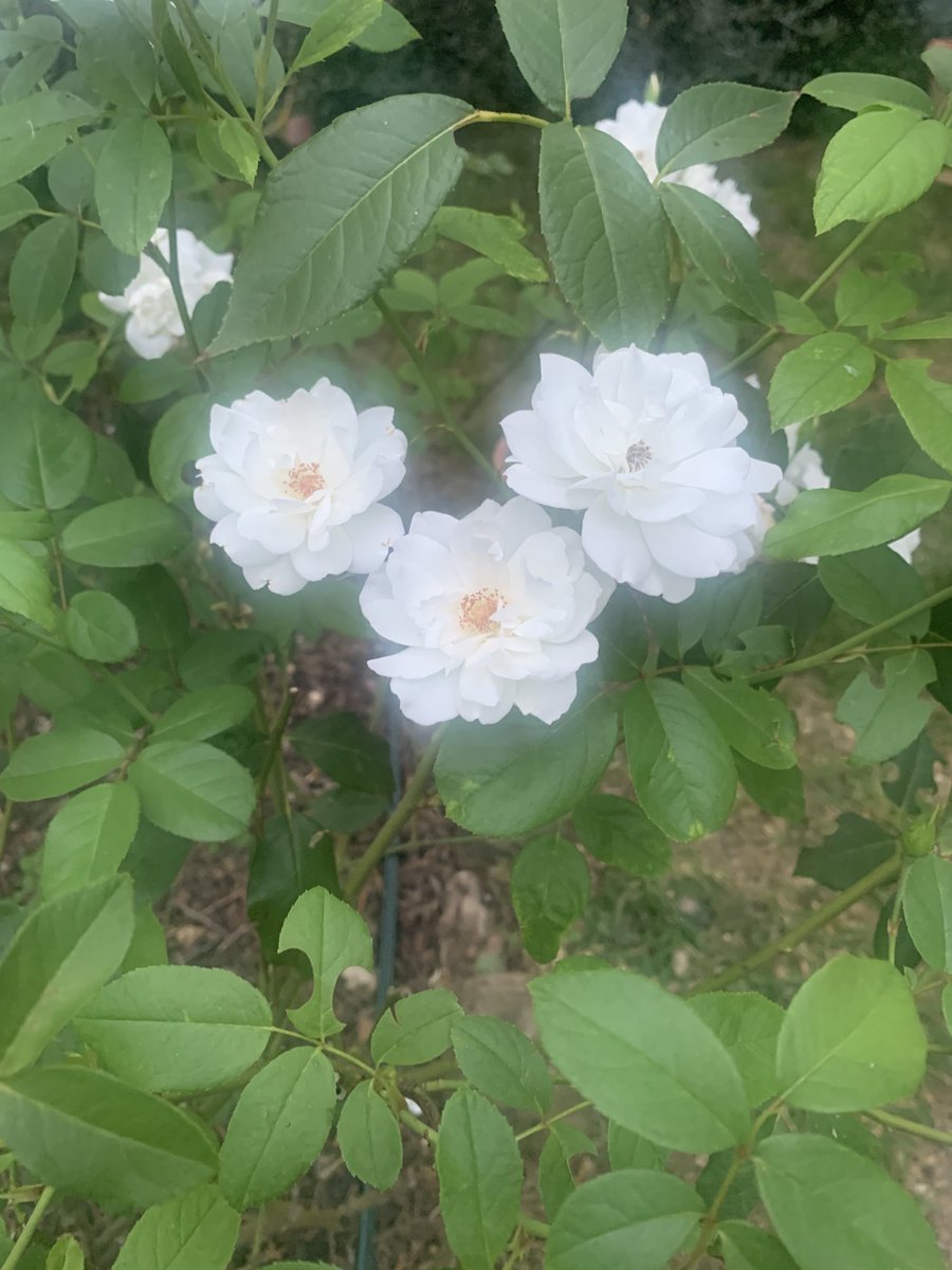 Il giardino si è riempito di rose bianche, all’improvviso. Buongiorno e che Dio vi benedica.