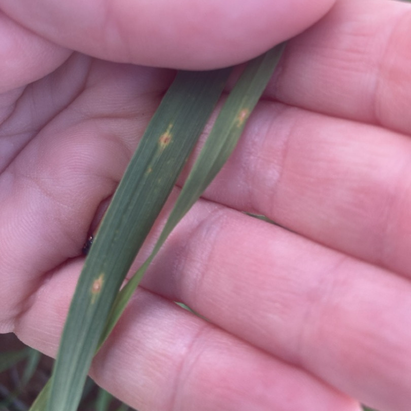 ❕Yellow spot and septoria nodorum blotch symptoms found on wheat near Mingenew, Arrino, Minnenooka and Geraldton. Both diseases commonly occur together in WA and are hard to distinguish visually. <a href="/GRDCWest/">GRDC West</a>

🔗dpird.wa.gov.au/siteassets/doc…

#PestFactsWA <a href="/GRDCWest/">GRDC West</a>