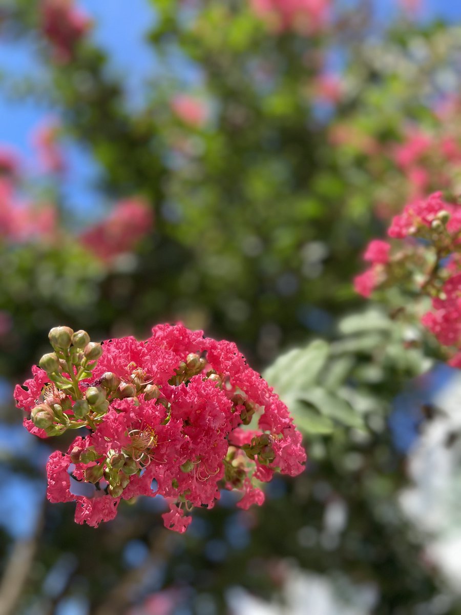 MasaDirector's tweet image. 機能フットサルに行きがけとった写真
桜が咲いたと思ったら
ゆっくり眺める間もなく
散ってしまい
紫陽花の季節かと思えば
今年は一瞬で萎んだ
そんな中真夏に綺麗な花
これはなんという花だろう?