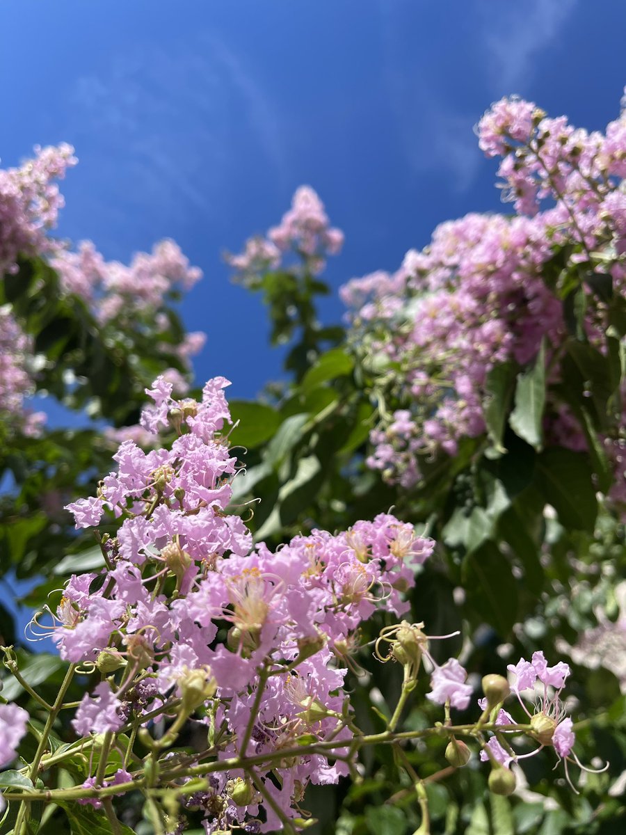 MasaDirector's tweet image. 機能フットサルに行きがけとった写真
桜が咲いたと思ったら
ゆっくり眺める間もなく
散ってしまい
紫陽花の季節かと思えば
今年は一瞬で萎んだ
そんな中真夏に綺麗な花
これはなんという花だろう?