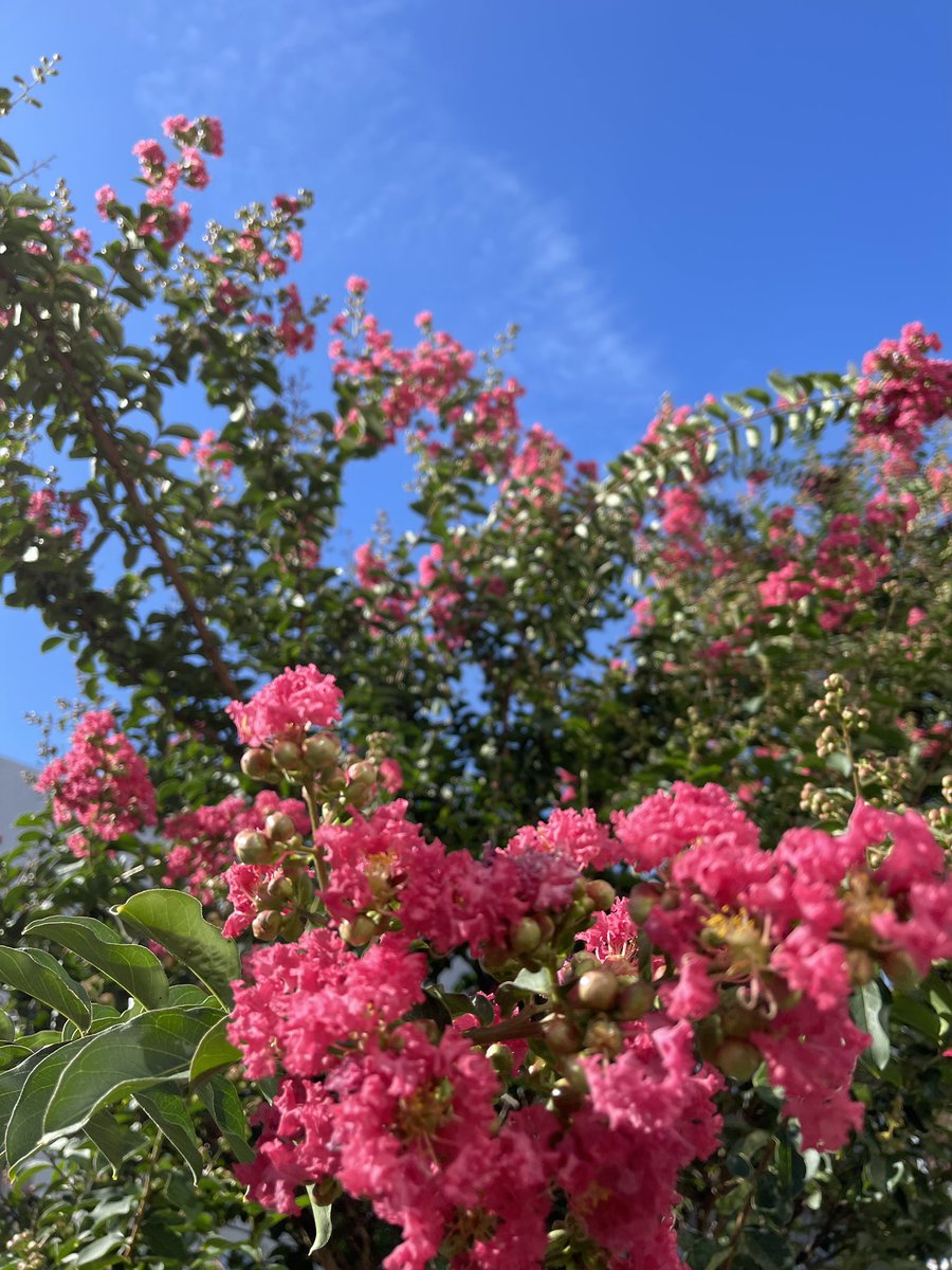 MasaDirector's tweet image. 機能フットサルに行きがけとった写真
桜が咲いたと思ったら
ゆっくり眺める間もなく
散ってしまい
紫陽花の季節かと思えば
今年は一瞬で萎んだ
そんな中真夏に綺麗な花
これはなんという花だろう?