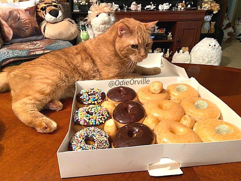 Here we observe the mighty jungle cat in his natural habitat as he stalks his prey. Notice the intense stare and complete focus. 😸🍋🍩

How was everyone's Donut Sunday?