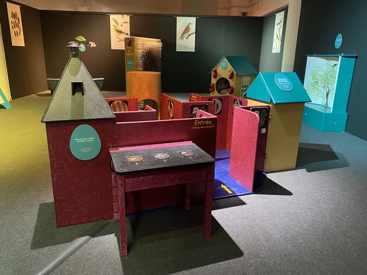 ¡Planes con los más pequeños! Descubre el espacio ‘Bolitas de pluma’ incluido en la exposición ‘¿Sabes de aves?’. Se trata de una zona lúdica y atractiva, dirigida especialmente a niños de entre 3 y 6 años. ¡Descúbrela!