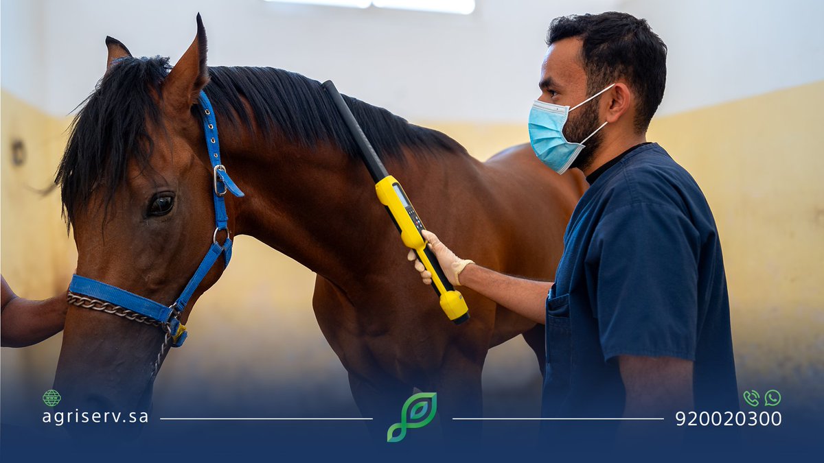 AgriServ_sa's tweet image. كوادر وطنية تواصل خدمة مُلاك الخيل واستكمال إجراءاتهم، استعداداً لانطلاق #موسم_سباقات_الطائف 2025 🏇