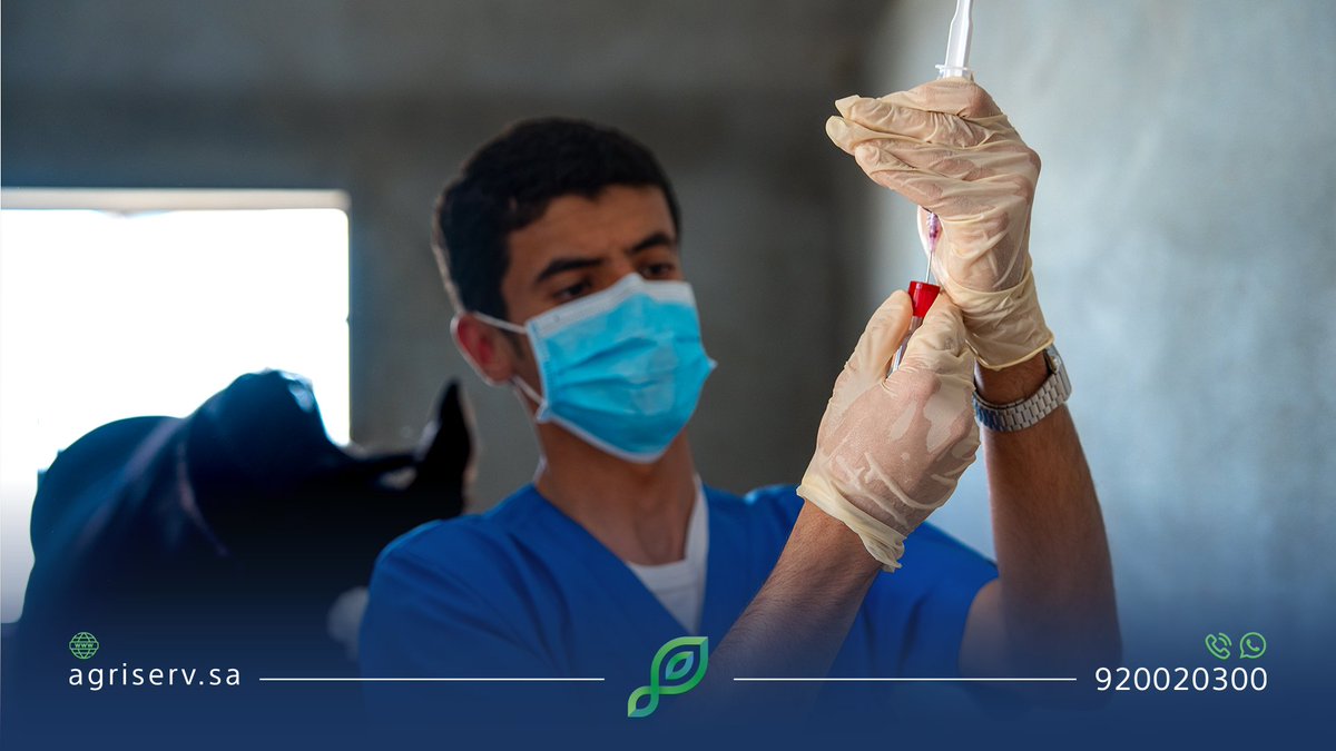 AgriServ_sa's tweet image. كوادر وطنية تواصل خدمة مُلاك الخيل واستكمال إجراءاتهم، استعداداً لانطلاق #موسم_سباقات_الطائف 2025 🏇