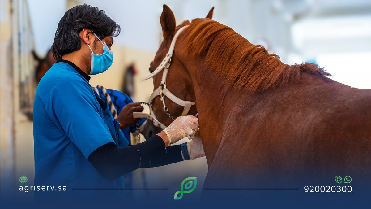 AgriServ_sa's tweet image. كوادر وطنية تواصل خدمة مُلاك الخيل واستكمال إجراءاتهم، استعداداً لانطلاق #موسم_سباقات_الطائف 2025 🏇