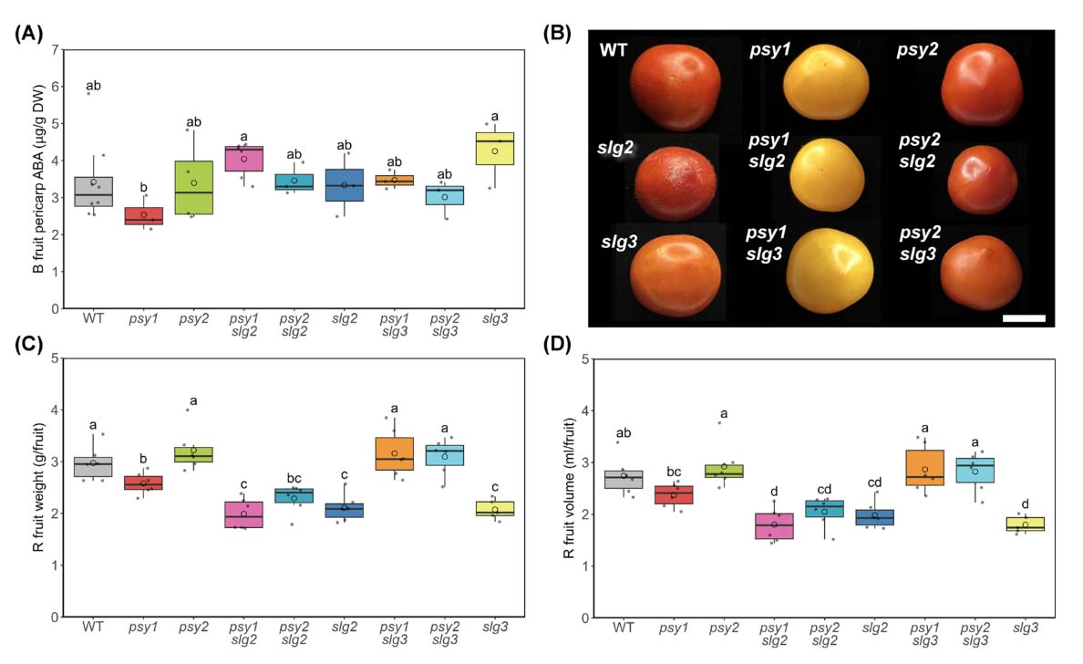 🍅 How do tomatoes control color, ripening, &amp; stress response? 

Specific sets of geranylgeranyl diphosphate synthases and phytoene synthases control the production of carotenoids and ABA in different tomato tissues bit.ly/44f6J0n