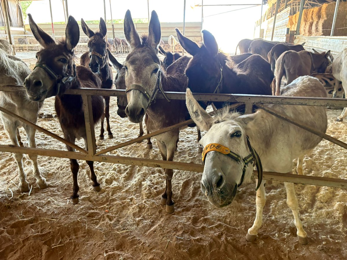 safehaven4donks's tweet image. We have 180 donkeys in Israel and 35 in the West Bank, eating tons of straw and yummy treats like carrots! They get regular vet visits and care. We rely on donations to keep them healthy—will you help? safehavenfordonkeys.beaconforms.com/form/07e3d1de