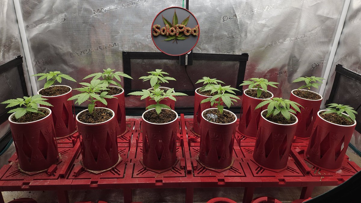 DFDredd's tweet image. 9 plants went from 1 to 3 to 5 blades on the leaves. 
2 plants went from 1 to 5 to 5.
1 went from 1 to 5 to 7.
Skank1