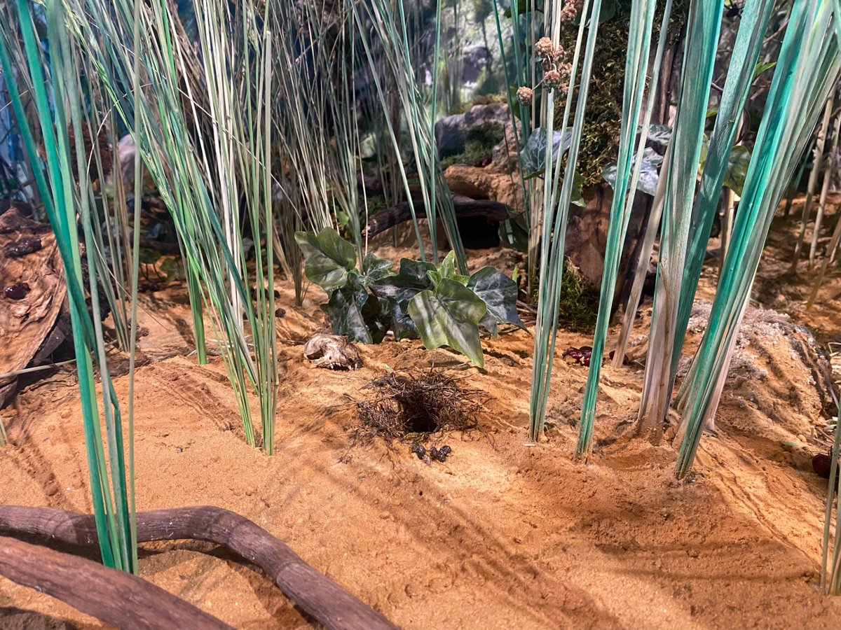 ¡Paseos veraniegos! ¿Quieres aprender a reconocer los elementos de una ribera del río? Nidos, huellas, excrementos de animales... Gracias al diorama instalado en la Casa del Río, ¡podrás aprender a identificarlos para después poner en práctica los conocimientos adquiridos!