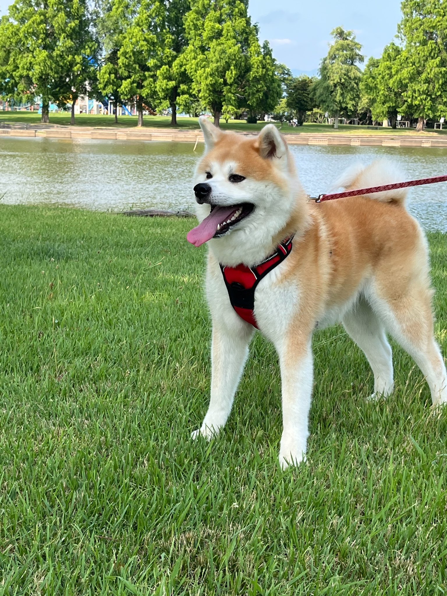 秋田犬★ 右向き秋田犬（大）｜WooBia公式オンラインショップ – WooBia