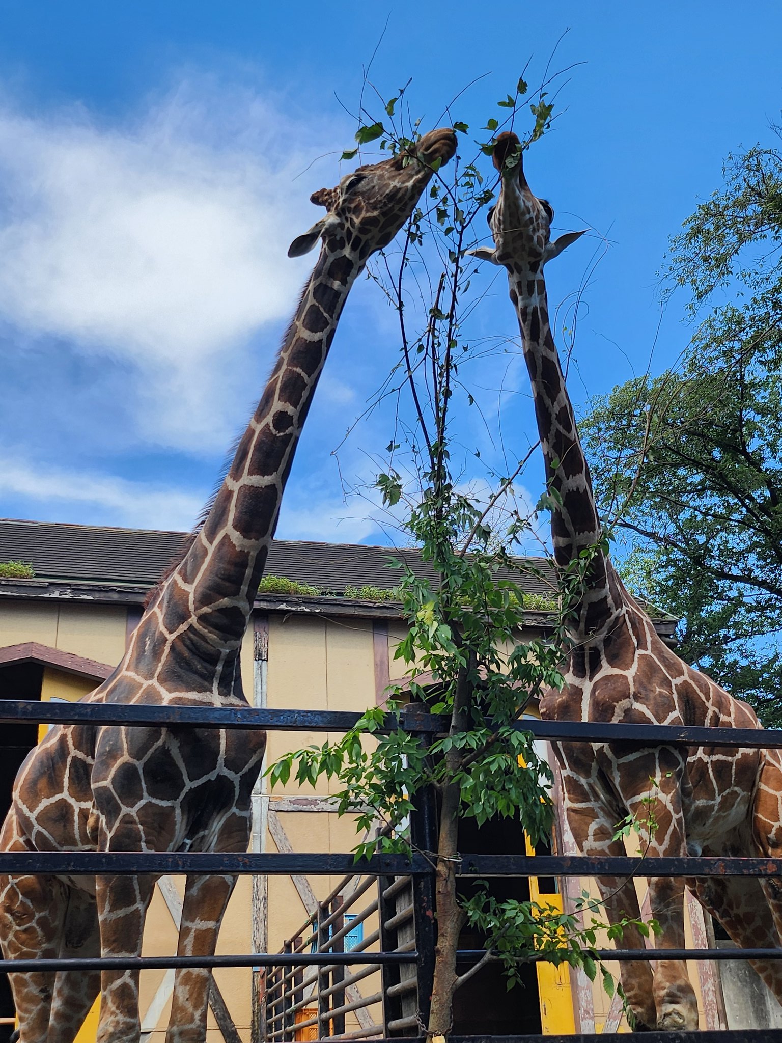 動物園学 I love zoo/我爱动物园