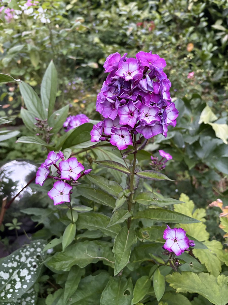 ElizAthertonSop's tweet image. #MagentaMonday’s come round again. Seems to be quicker every week!
#MondayMotivation #Flowers #Gardening #FlowerHunting