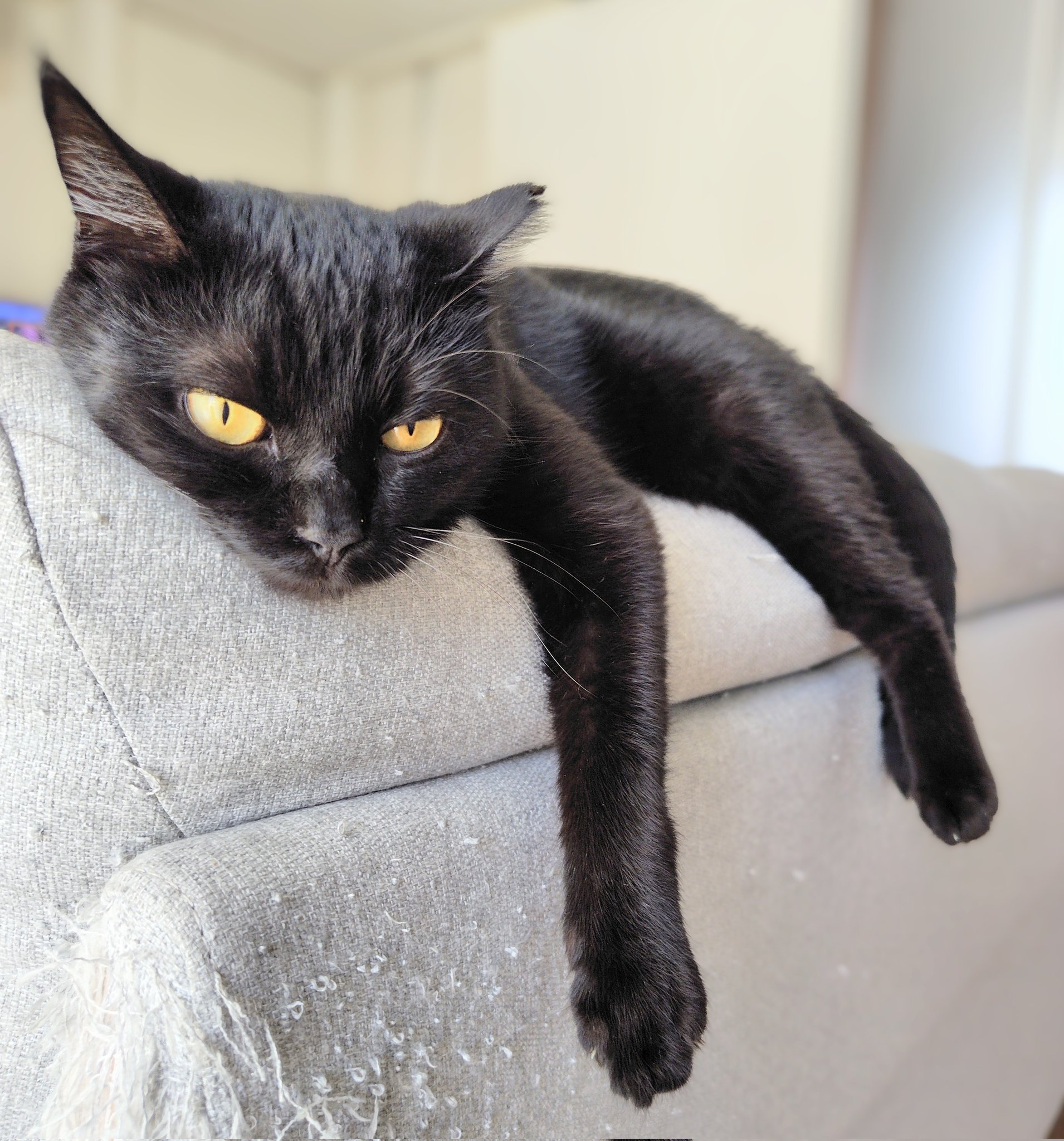 黒猫くまこ🐈‍⬛🐾 on X: 