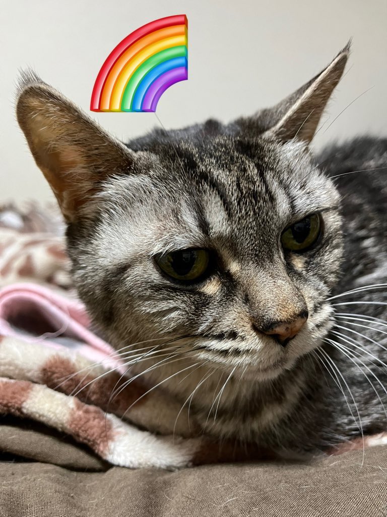 コロねこ CZ76537-718