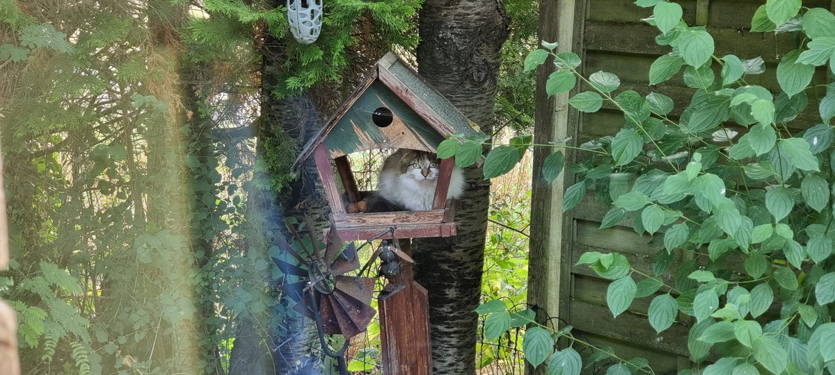 MarcoReps's tweet image. How do you do, fellow birbs? Come and enjoy a little snack in the safety of this domicile