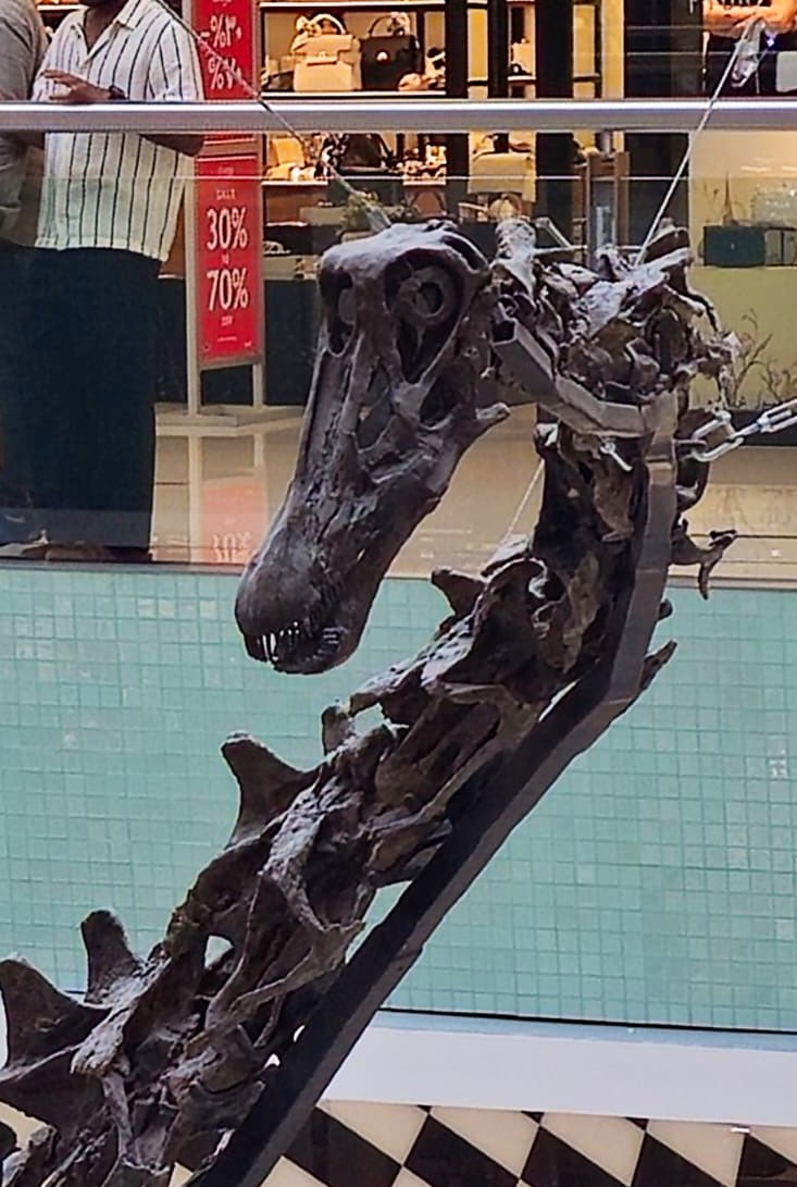 life_inframe's tweet image. Meet a 155-million-year-old Diplodocus longus standing tall at 7.6m in Dubai Mall's Grand Atrium! 🦕 Discovered in Wyoming in 2008, this 90% original skeleton is a rare gem, showcasing a herbivore that weighed as much as five elephants. #DubaiDino #DinosaurFacts