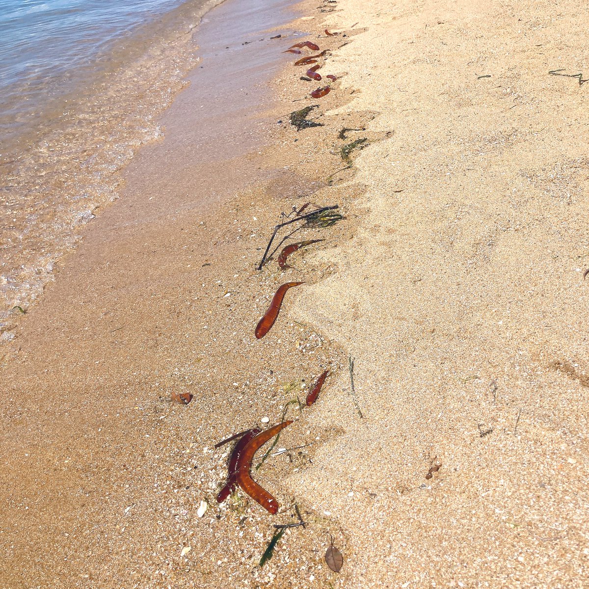 CNMNSN's tweet image. この茶色いの、海藻かと思ったら全部ホイミンの足