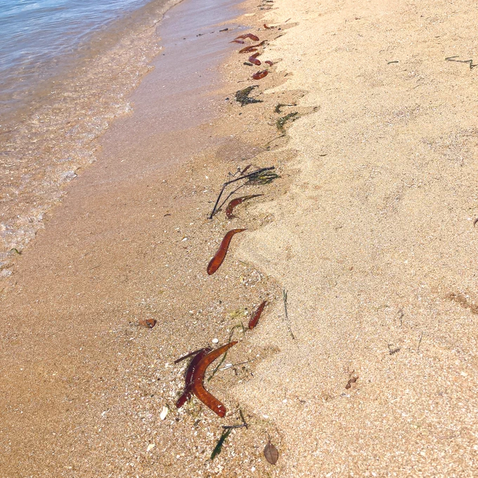 この茶色いの、海藻かと思ったら全部ホイミンの足