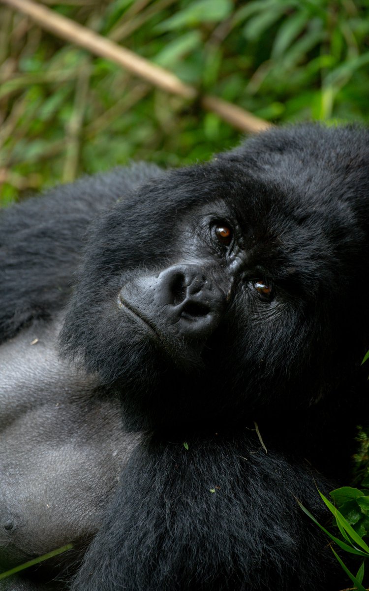 nyanasafaris's tweet image. 🦍 Bwindi Gorilla & Batwa Cultural Trail
4 Days | Gorilla Trekking + Batwa Pygmy Experience
Meet the giants & the forest’s first people!
📞 Book now: +256 702 674 064
#ExploreUganda