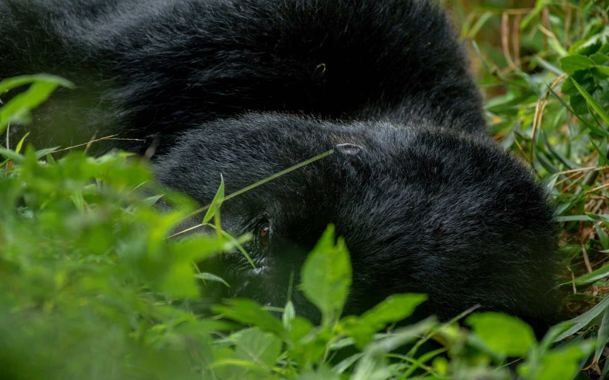 nyanasafaris's tweet image. 🦍 Bwindi Gorilla & Batwa Cultural Trail
4 Days | Gorilla Trekking + Batwa Pygmy Experience
Meet the giants & the forest’s first people!
📞 Book now: +256 702 674 064
#ExploreUganda