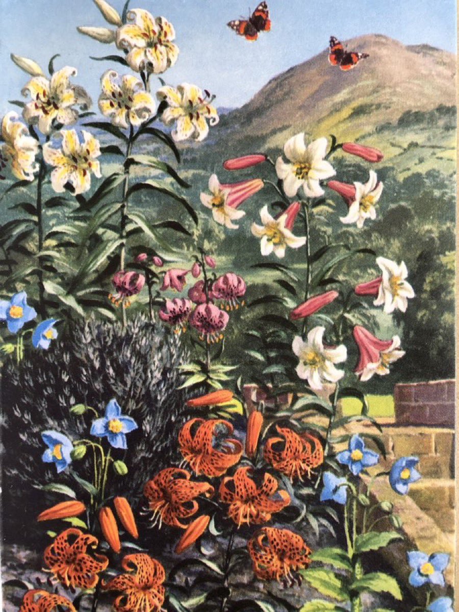 LBFlyawayhome's tweet image. ‘Lilies’
Garden Flowers, 1960
Artist: John Leigh-Pemberton