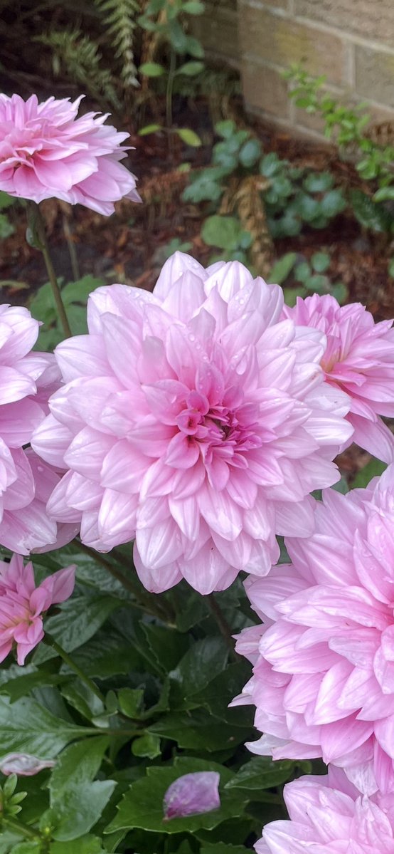 Andy6hutch's tweet image. Morning🌸… Happy Monday 😊…. The start of a new week where the possibilities are endless…. Embrace, enjoy & have a good one… #HutchGarden 🧑🌾 #MyGarden #MySanctuary #Dahlias #GardeningX #FoodForTheSoul #MondayMotivation
