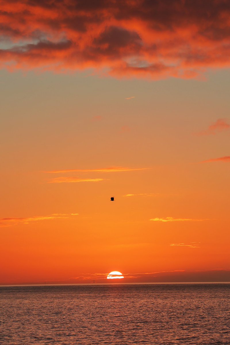 mitsu40482336's tweet image. 昨日の朝日

海越しの朝日は いいですね☀️