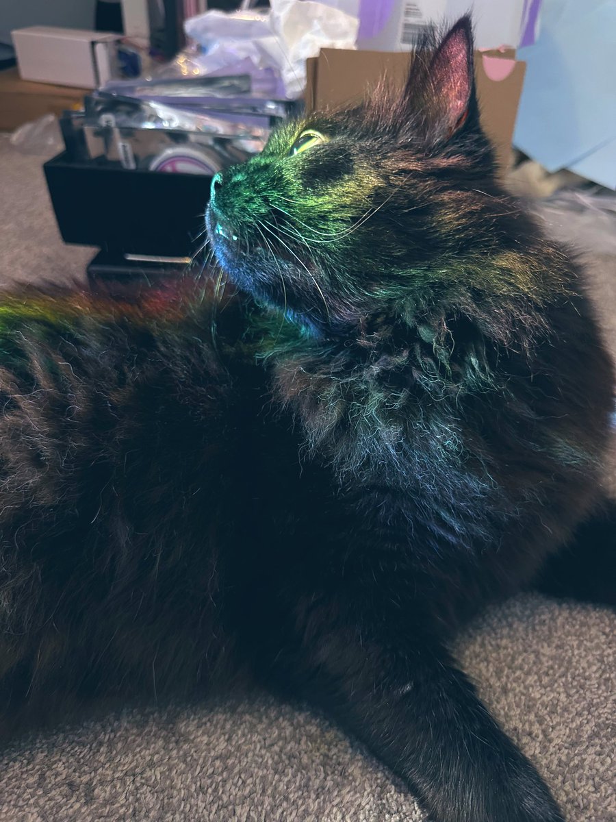 AikaAmanai's tweet image. Good news!
Void child only has a little cyst, nothing scary. We can get it cut off if it gets annoying, but he is okay 💕
We were also told he’s just getting on in years and has less patience when asking about his recent hissing at the dog.
So in short, my cat has been diagnosed…