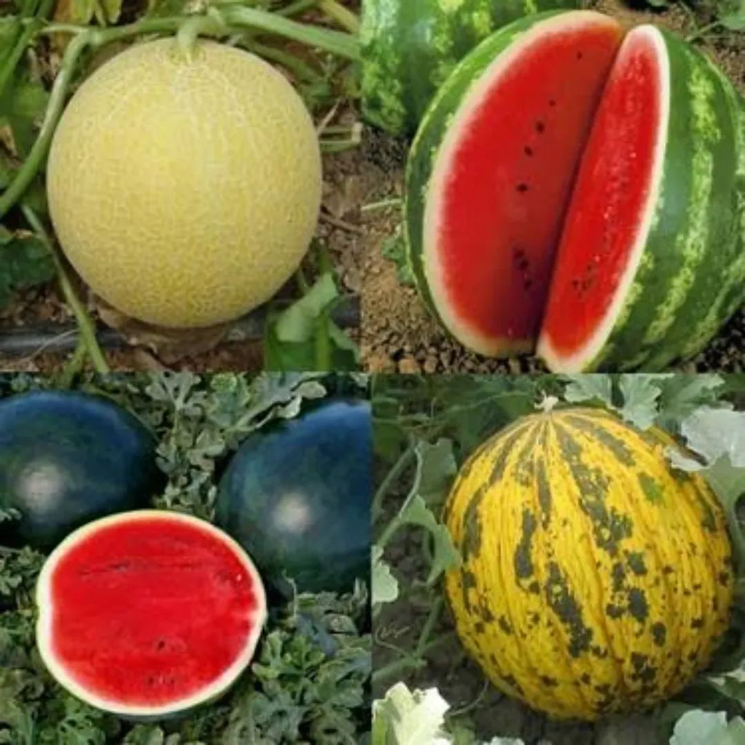 BU MİLLET VEFALIDIR,

Tekirdağ’da yeni bir akım oluştu. 
Tekirdağ’da yaşayan bir çok kişi;
Çiftçinin yanındayım kola yerine Karpuz Kavun tüketiyorum sloganı ile bir akım başlattı. 
Kısa sürede ses getiren akıma sende katıl bu paylaşımı hikayede paylaş çiftciye sahip çık.