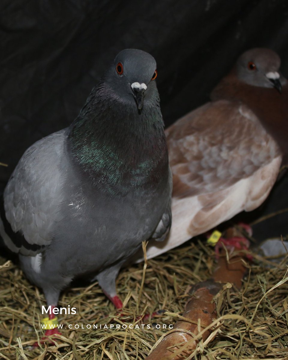 Colonia Procats tweet media