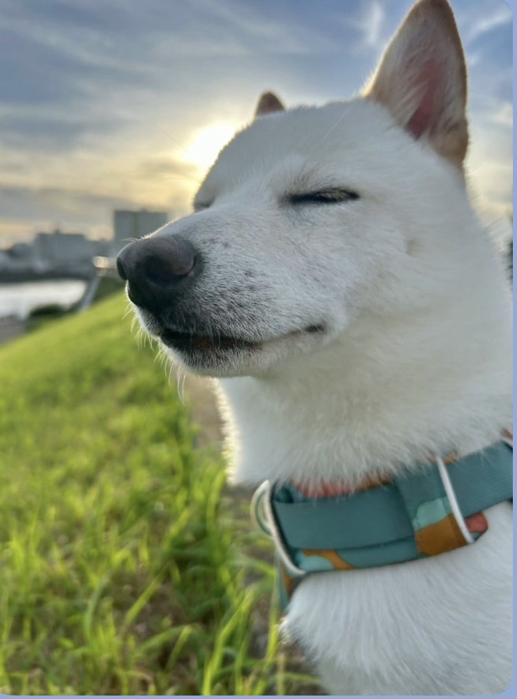 coinko2's tweet photo. #愛犬

息子家族の愛犬🧑‍🧑‍🧒‍🧒🦮
何を思うのか？只今瞑想中✨
#驚きと感動リレー0721 https://t.co/gczZ5kygit