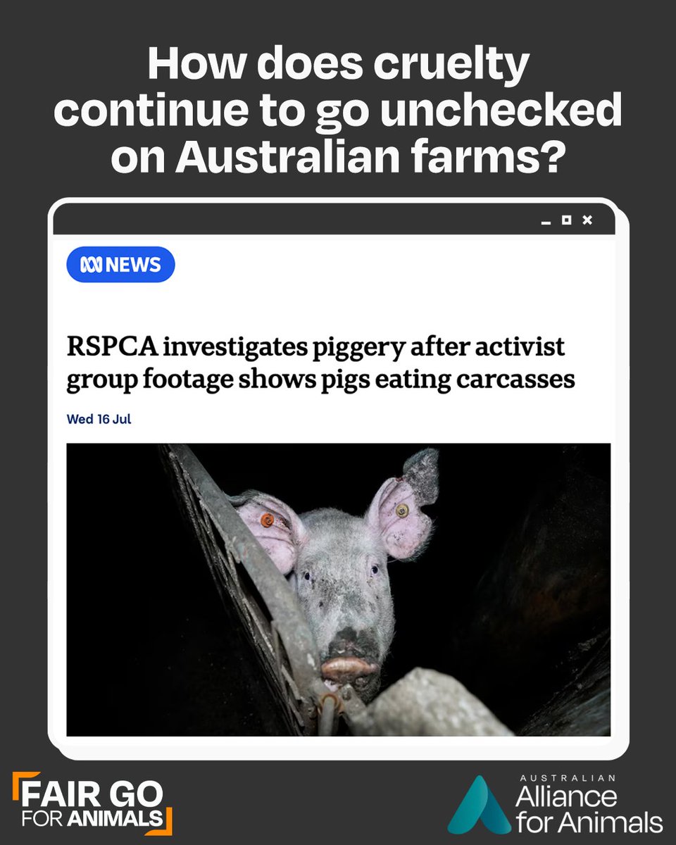 Disturbing cruelty uncovered at a South Australian piggery shows why Australia urgently needs independent oversight, stronger enforcement, and fair animal welfare standards.

Full article: allianceforanimals.org.au/ourwork/sa-pig…