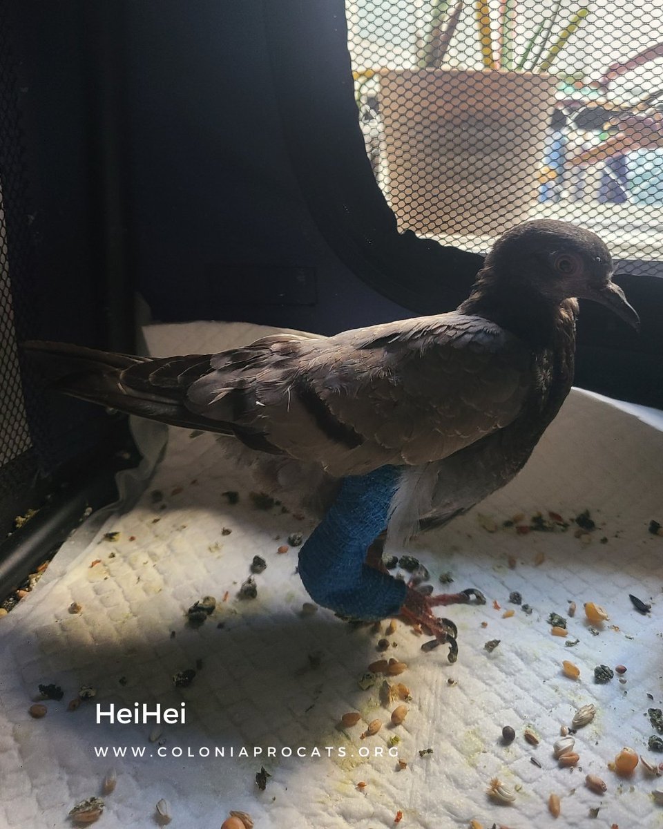 Colonia Procats tweet media