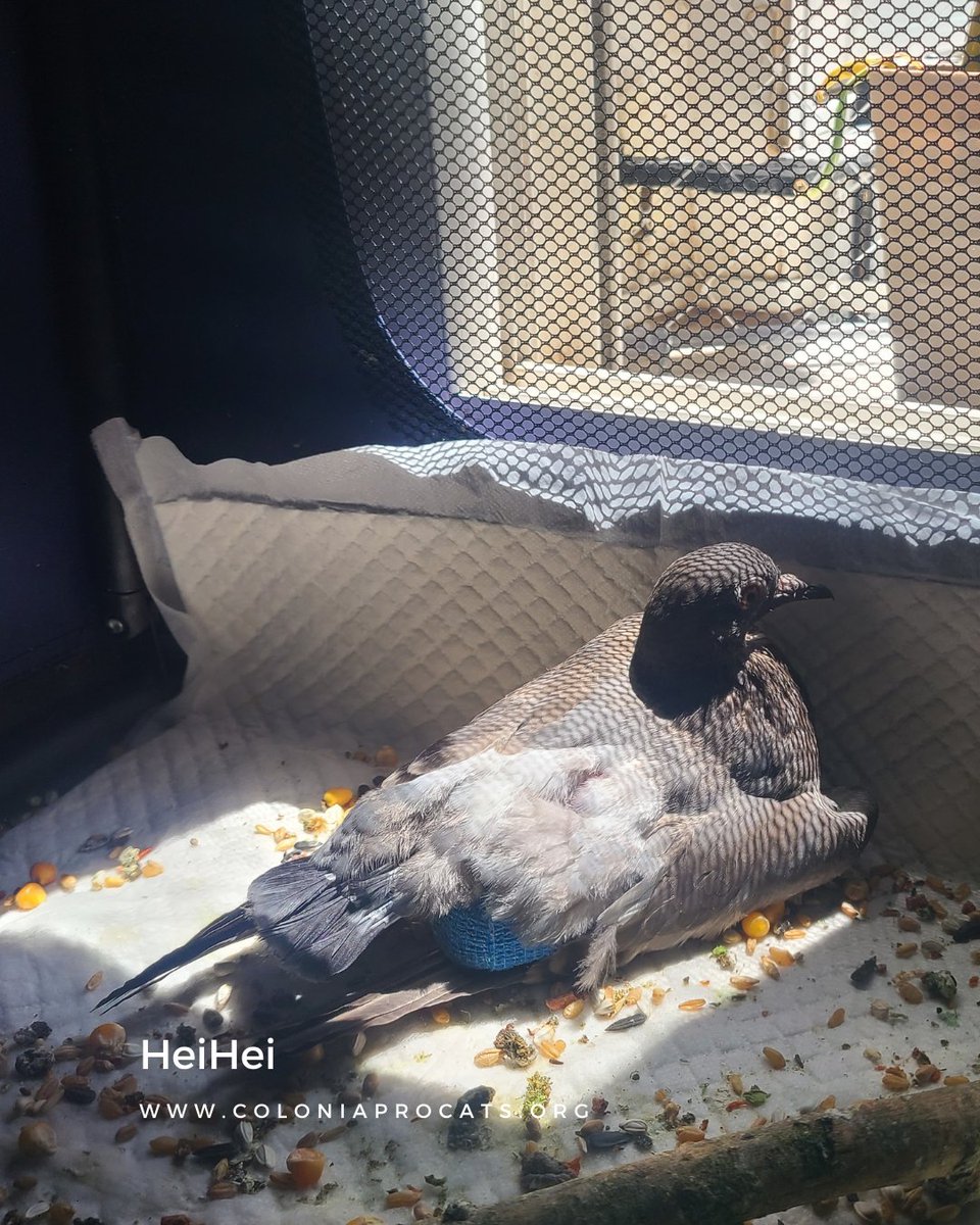 Colonia Procats tweet media