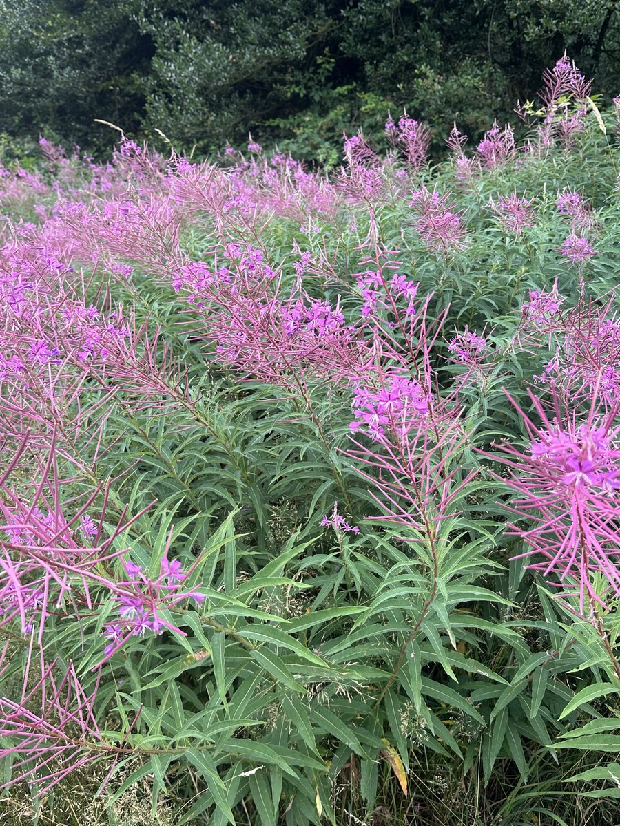 ajlees's tweet image. The flower of my childhood rambling. There’s still a lot of it around but i never see an elephant hawk caterpillar