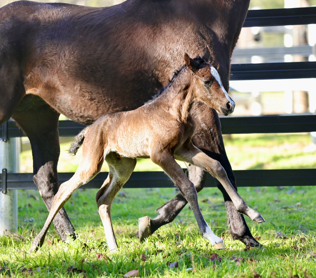 And we're off and racing with the very first ever Shinzo, a picture-perfect filly from the Lonhro mare Apamurra. Born at 3am this morning, she was up on her feet just 10 minutes later.

#RaisedWithHeart❤️