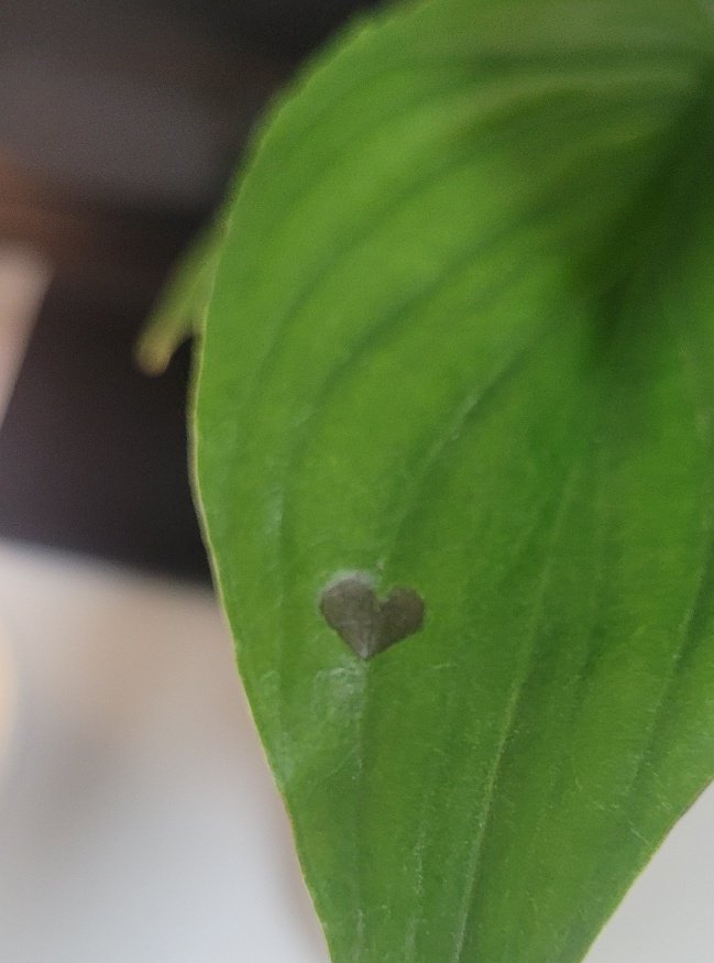 우리 집 식물에 하트 모양 반점이 생겼어...
과습인 거 같지만... 그래도 귀여워 ...