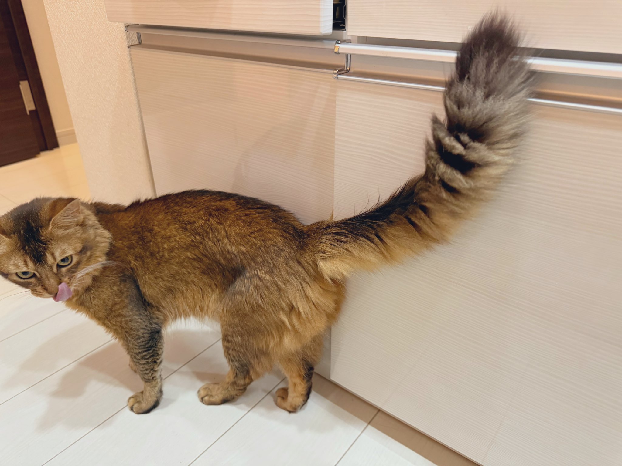 狸猫 狸猫猫on X: 