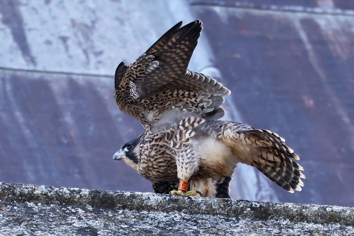 One of the young Peregrines at St Albans Cathedral.