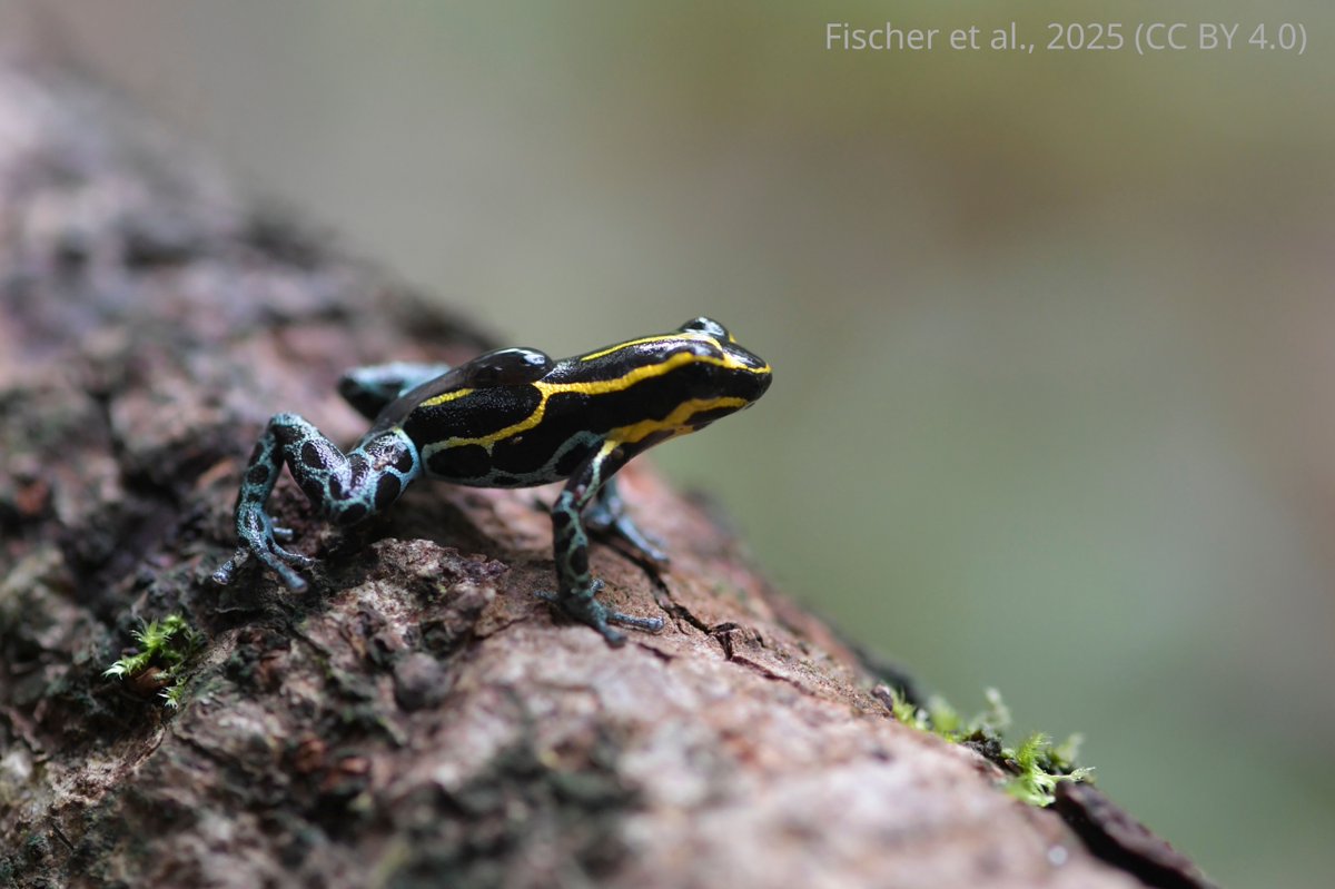 eLife's tweet image. 🌎 🐸 Frog dads on taxi duty aren’t just giving their kids a lift, they might be passing on microbes too.
New research suggests parental care could shape the skin microbiome in amphibians.
elifesciences.org/reviewed-prepr…
#Microbiome