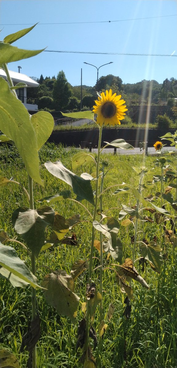ヒマワリが咲き始めました。