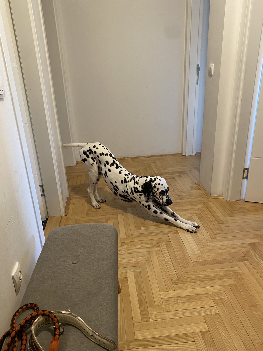 На прошлой неделе ситтила и выгуливала вот таких собачек и одного щеночка. Ещё был хулиганистый кот.

Если вам нужен петситтер в Нови Саде — вы знаете, кому писать)